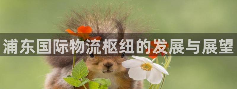 ,优游国际反水什么时候到:浦东国际物