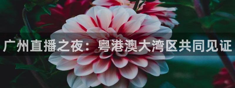 黑白体育直播篮球：广州直播之夜：粤港澳大湾区共同见证